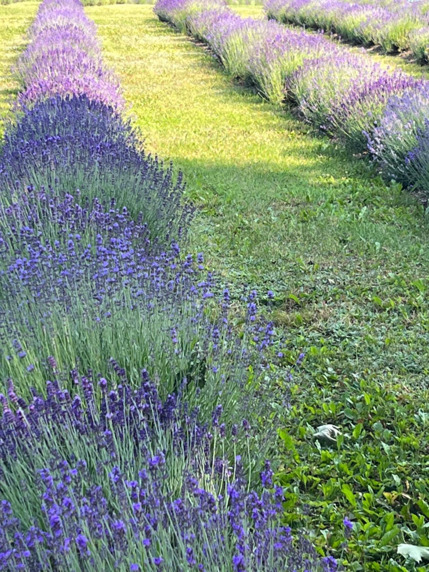 Lavender Village Kiemeliai Exteriér fotografie