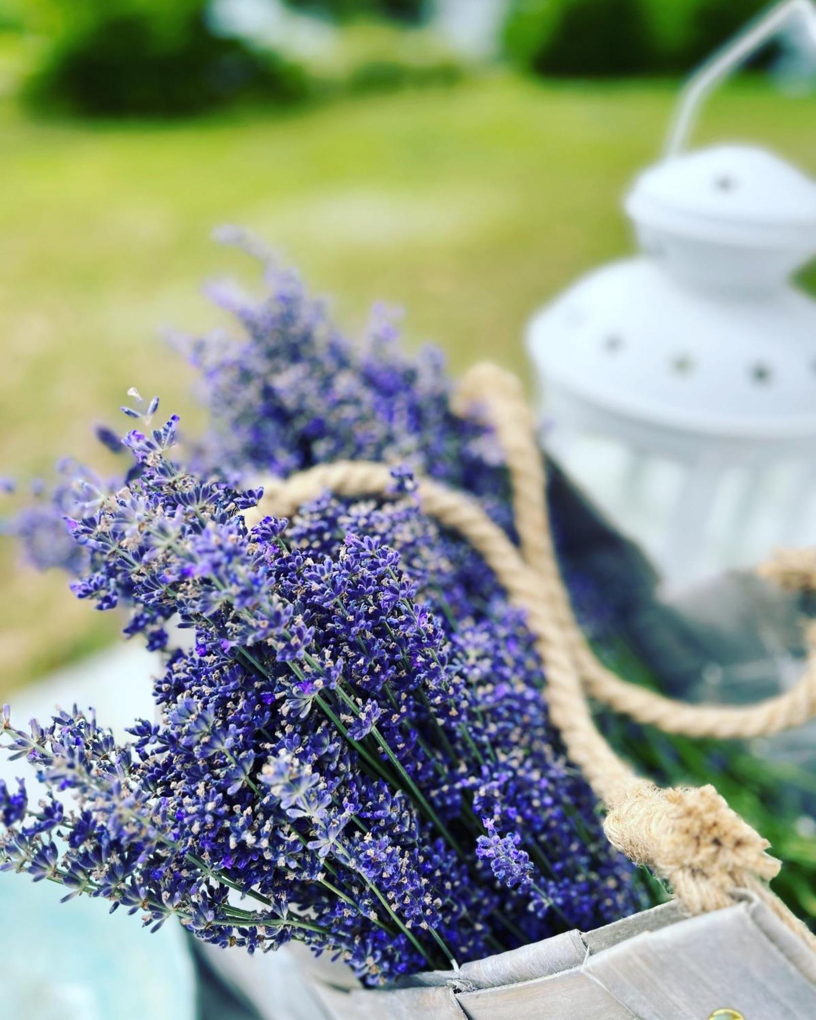 Lavender Village Kiemeliai Exteriér fotografie