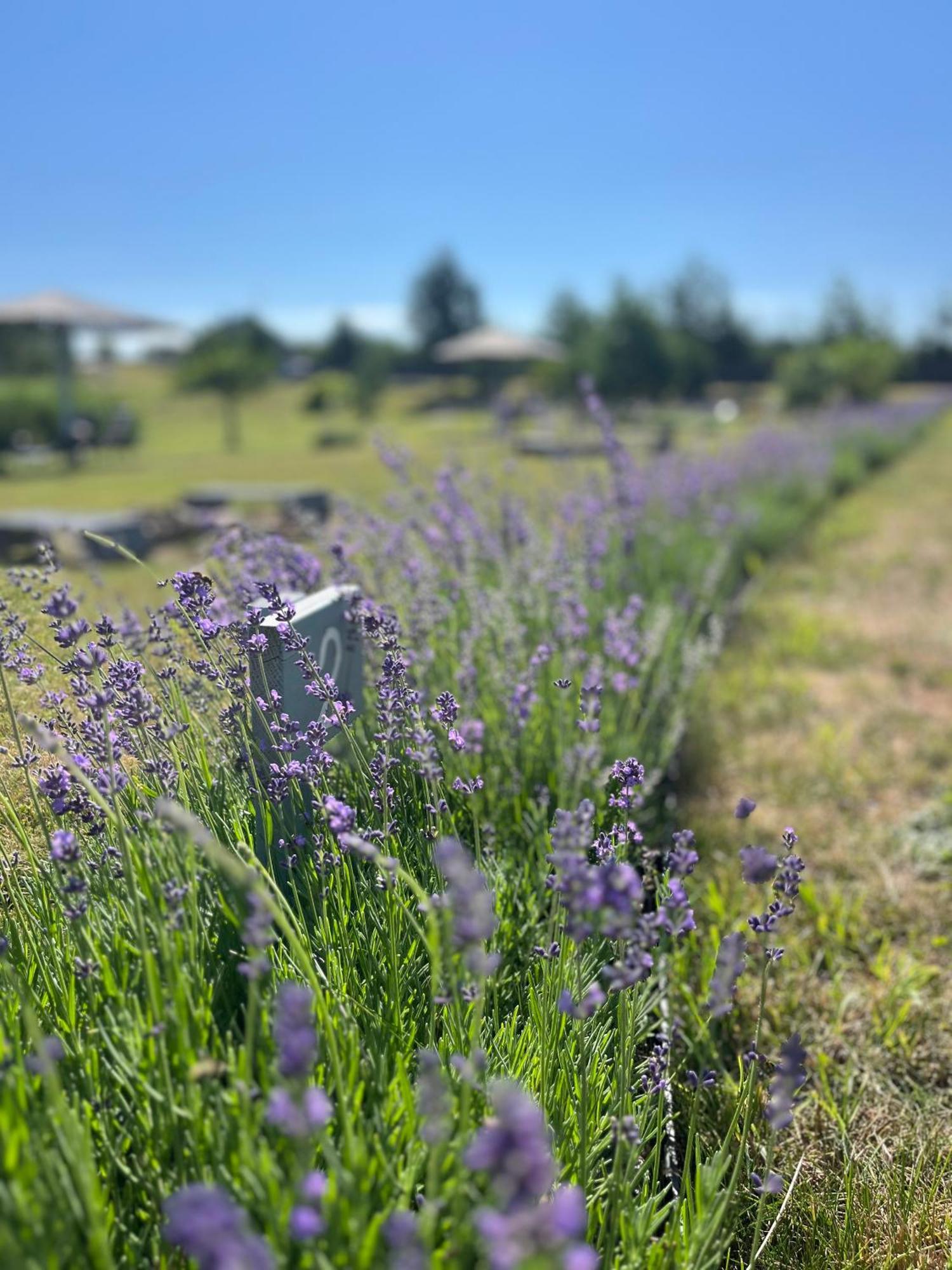 Lavender Village Kiemeliai Exteriér fotografie