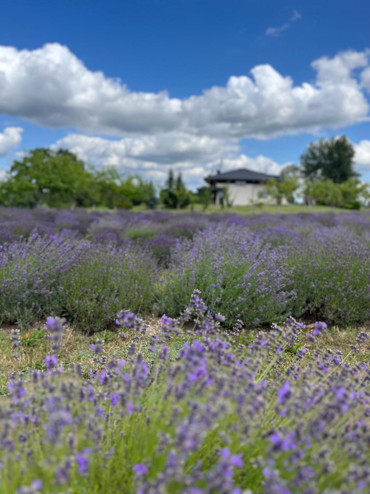 Lavender Village Kiemeliai Exteriér fotografie
